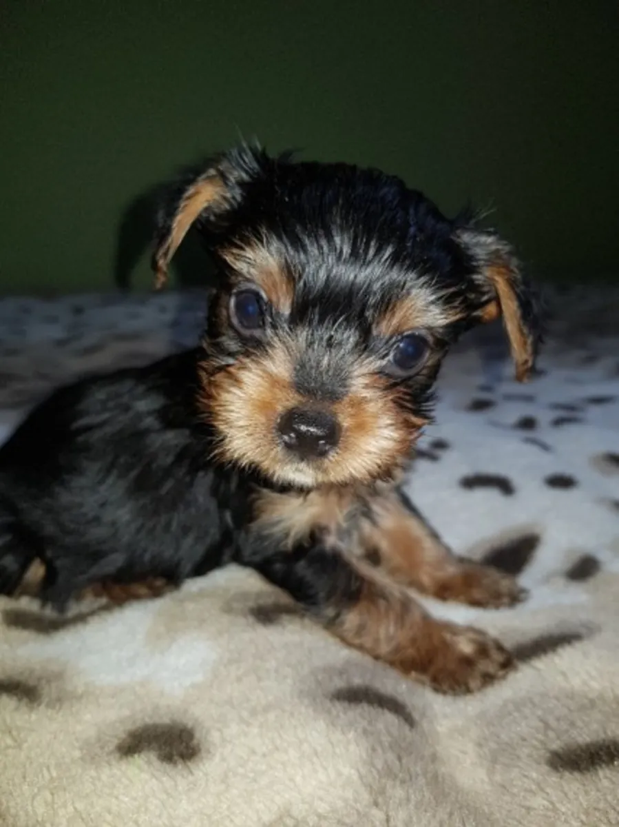 Preciosos cachorros Yorkshire en venta