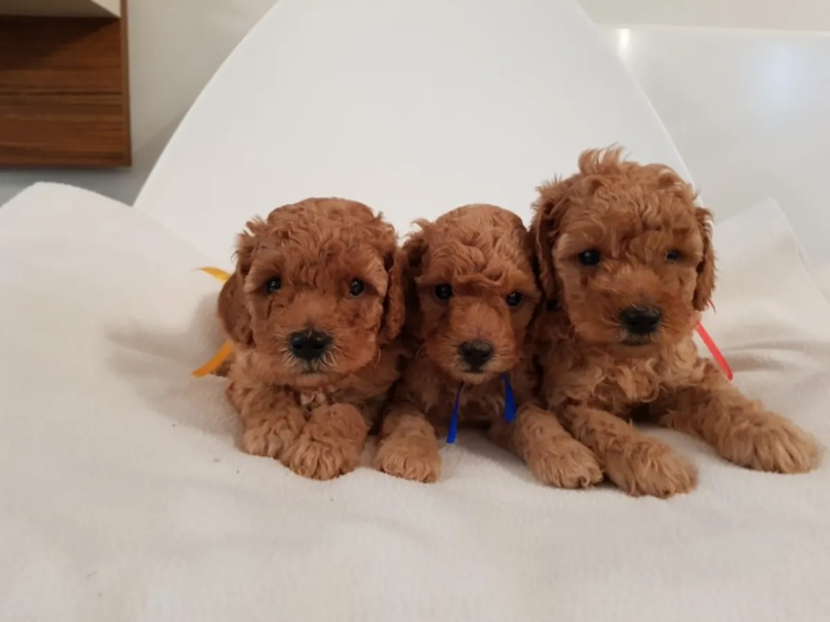 toy poodle puppies 2 boys available