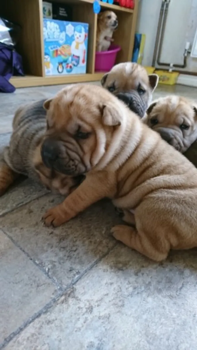 güzel Shar Pei akc Kayıtlı yavrular