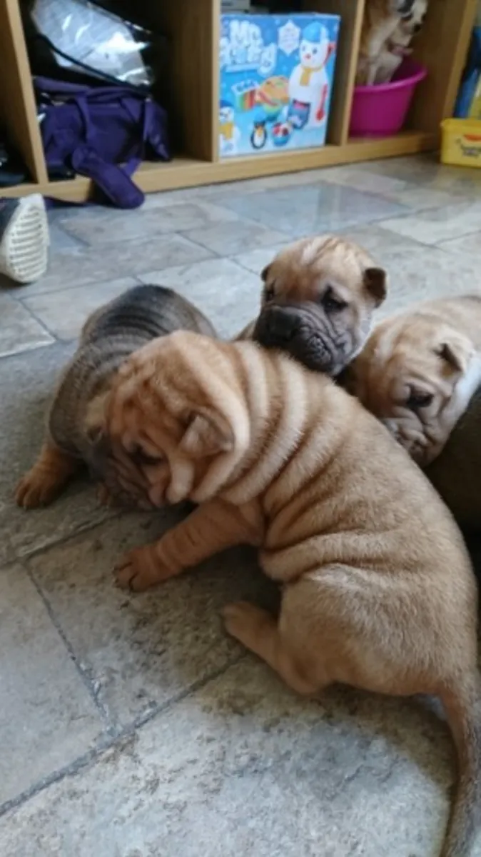 güzel Shar Pei akc Kayıtlı yavrular