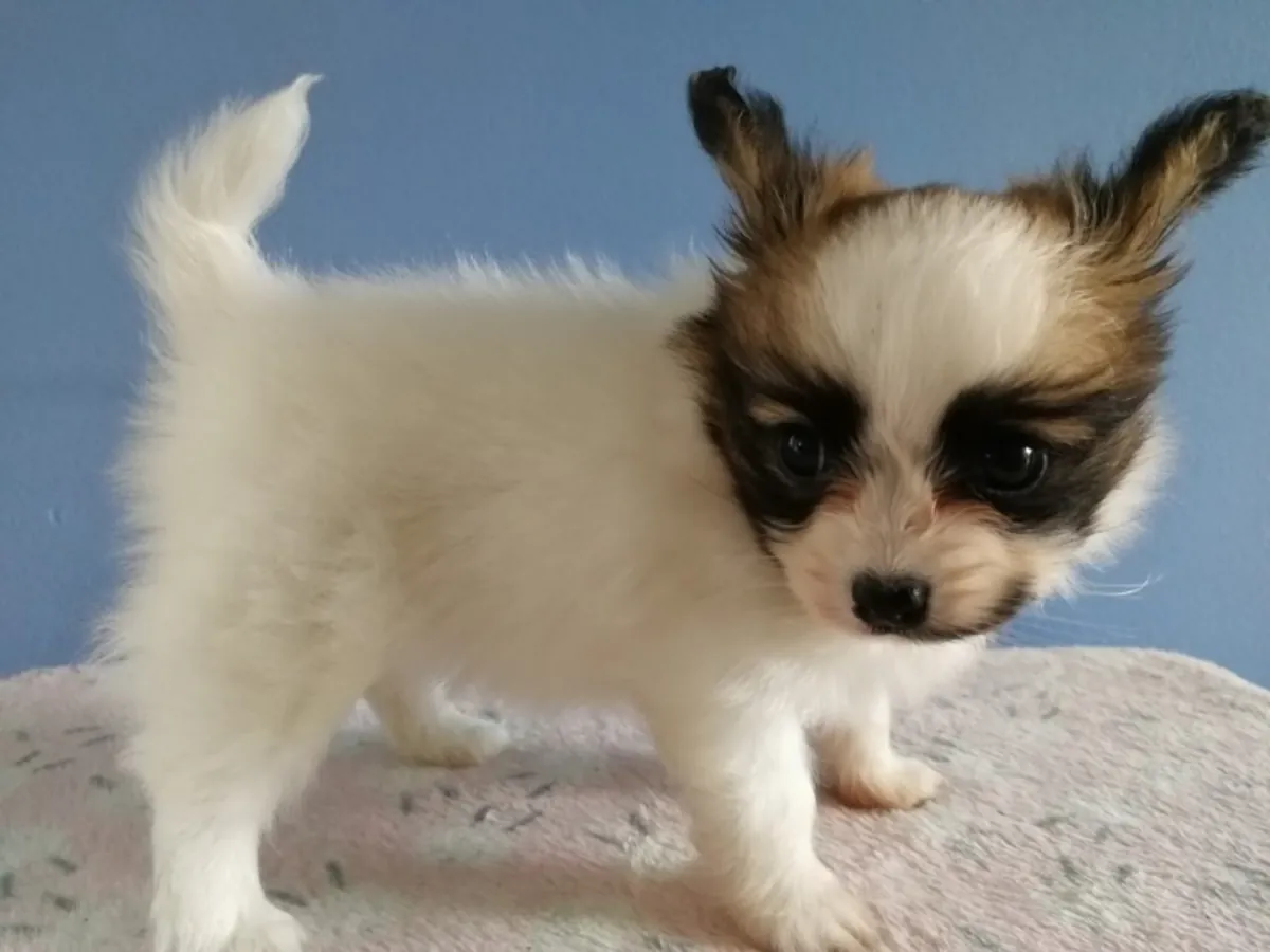 Papillon puppies for adoption