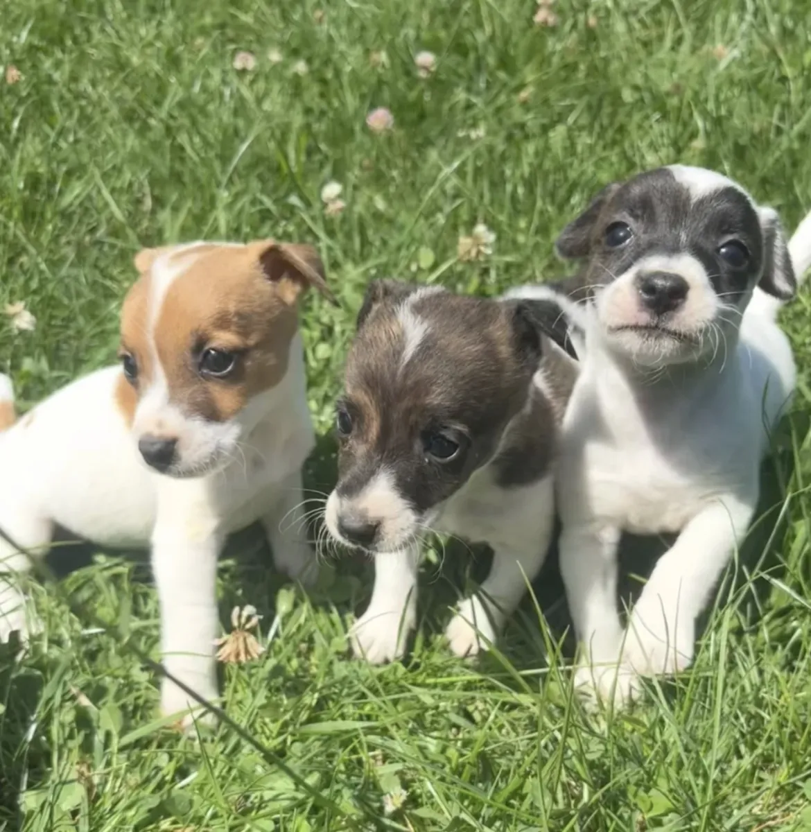 Cachorros Jack Russell Terrier (macho y hembra) para adopción