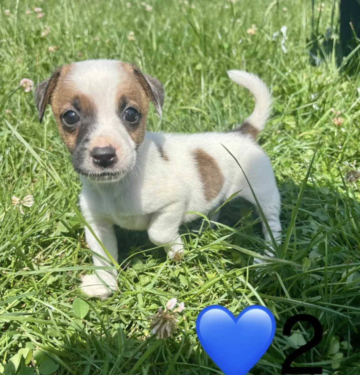 Cachorros Jack Russell Terrier (macho y hembra) para adopción