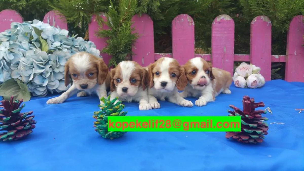 Ücretsiz erkek ve dişi Cavalier King Charles Spaniel yavruları