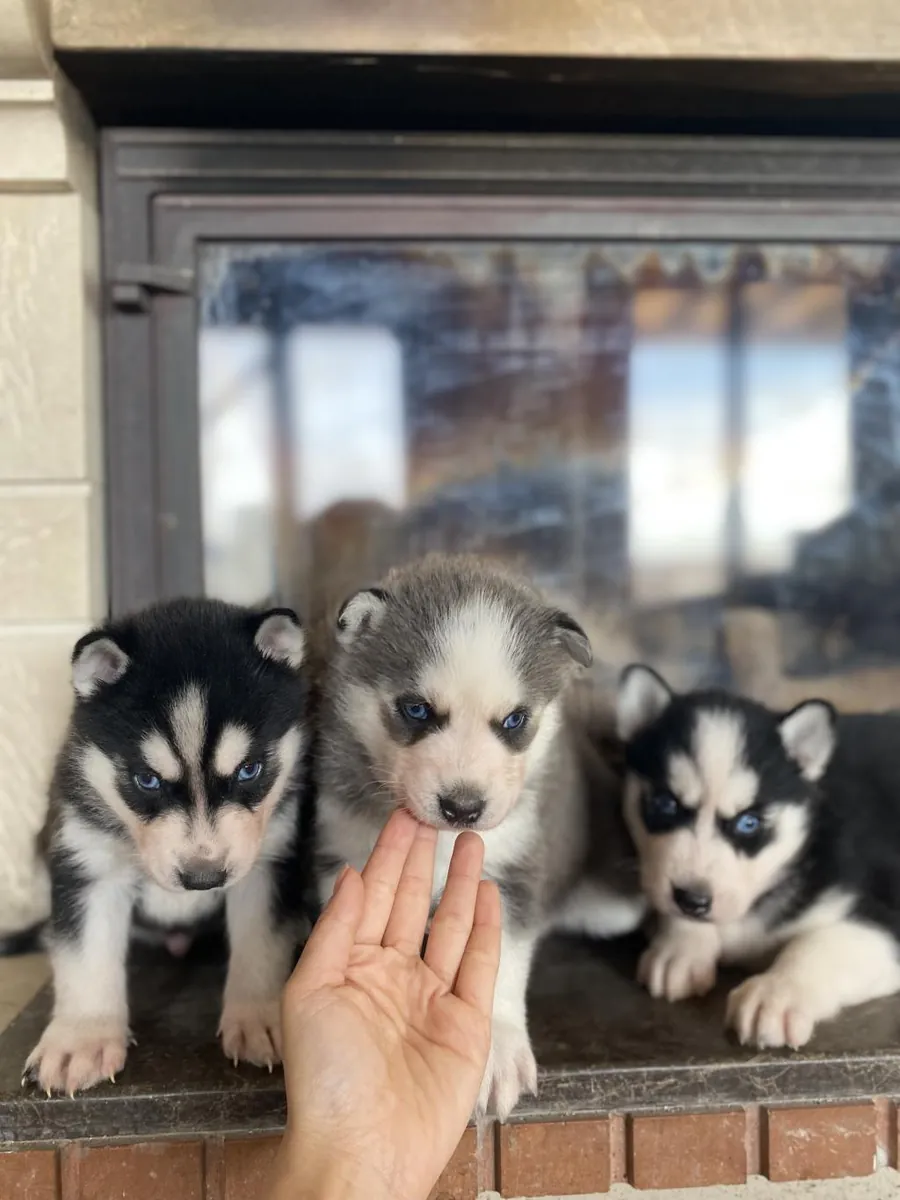 免费雄性和雌性西伯利亚哈士奇幼犬