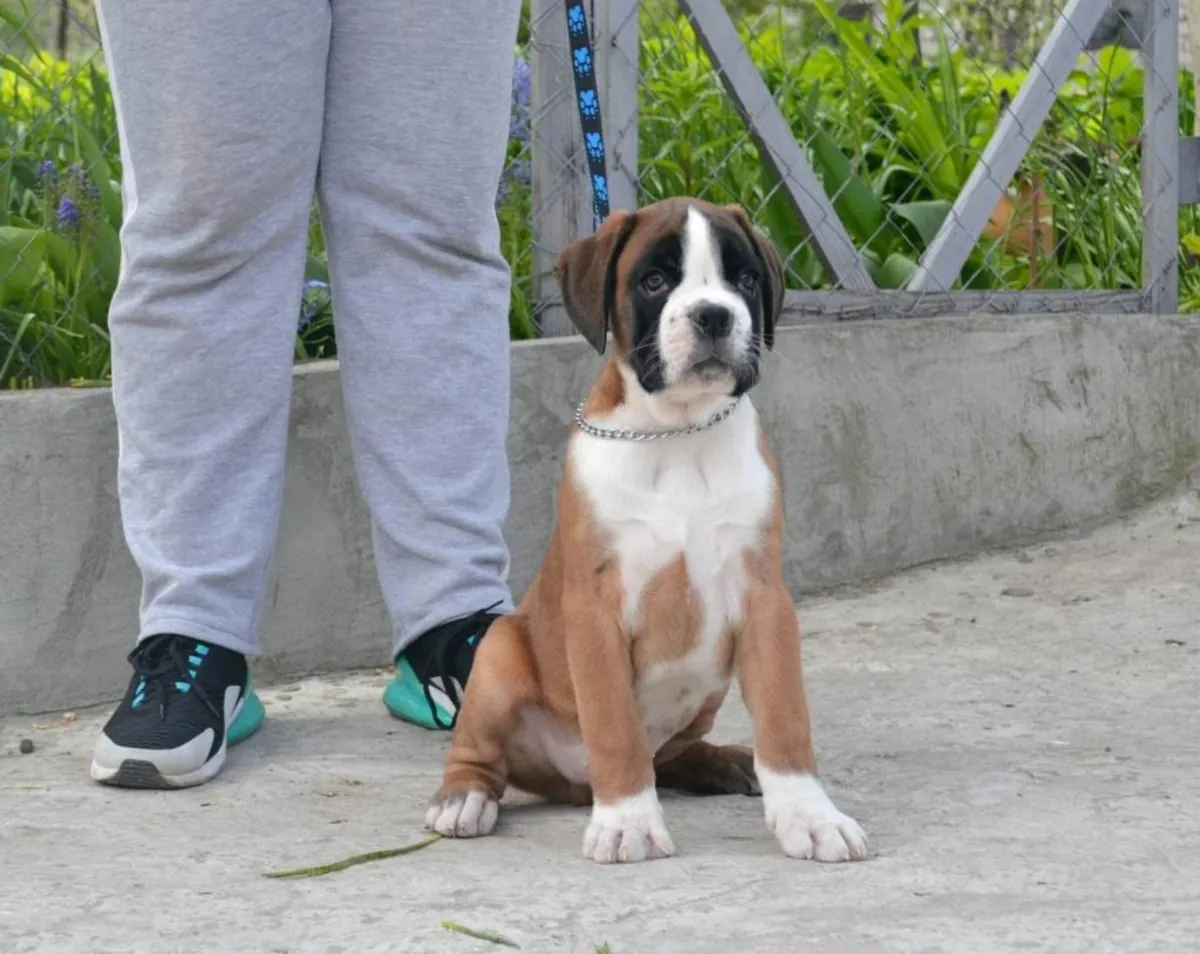 免费公母拳师犬幼犬