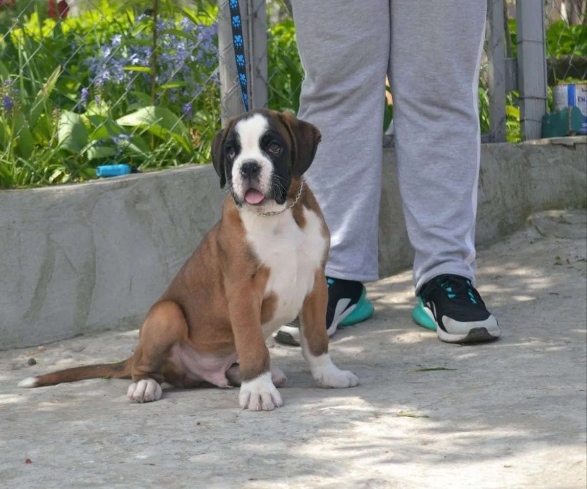 免费公母拳师犬幼犬