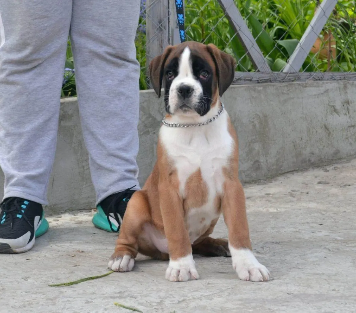 免费公母拳师犬幼犬