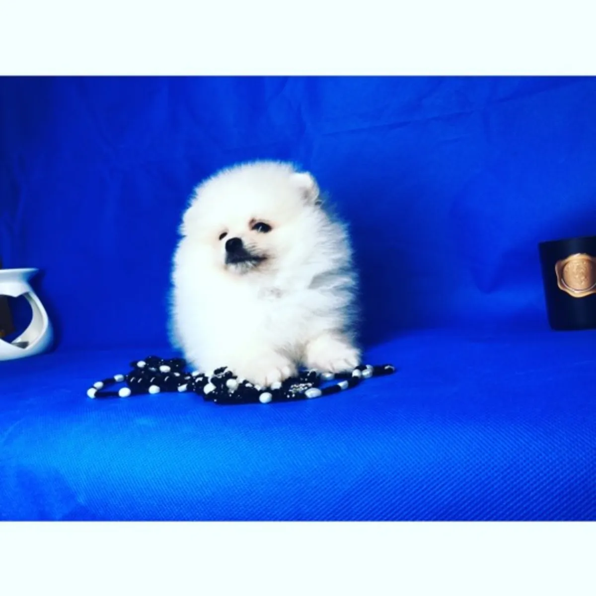 Pomeranian puppies