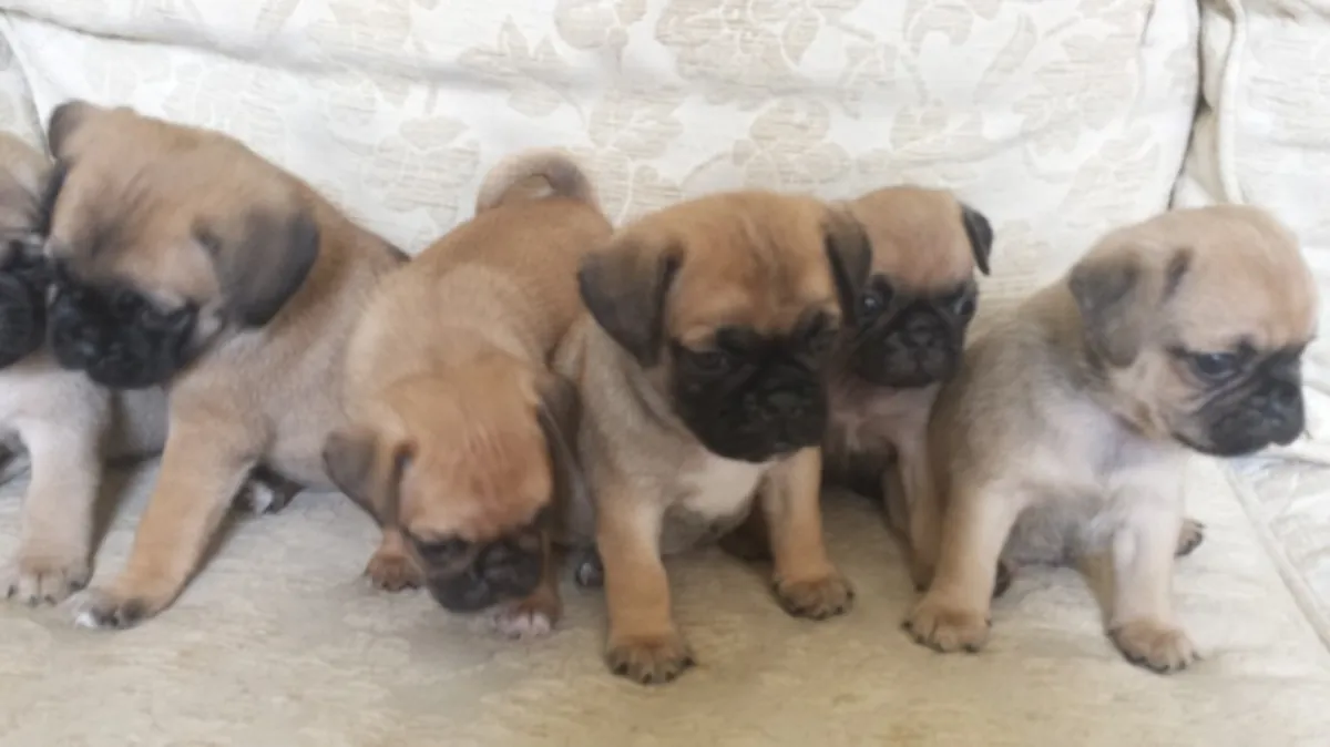 stunning puggle puppies