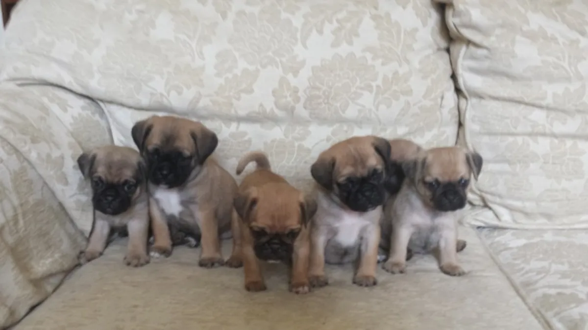 stunning puggle puppies