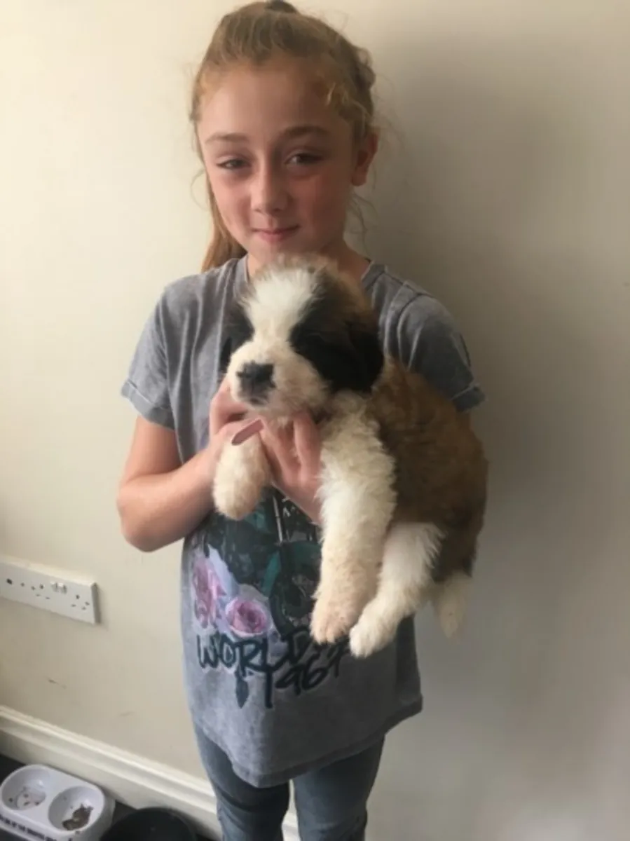 St Bernard puppies