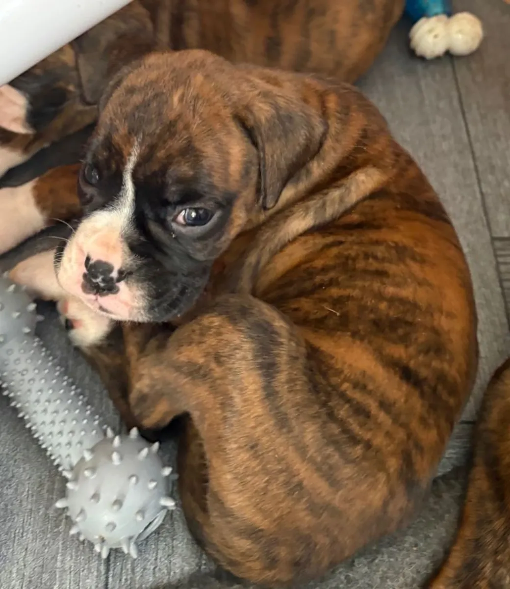 Cachorros de Boxer (macho y hembra) para regalar