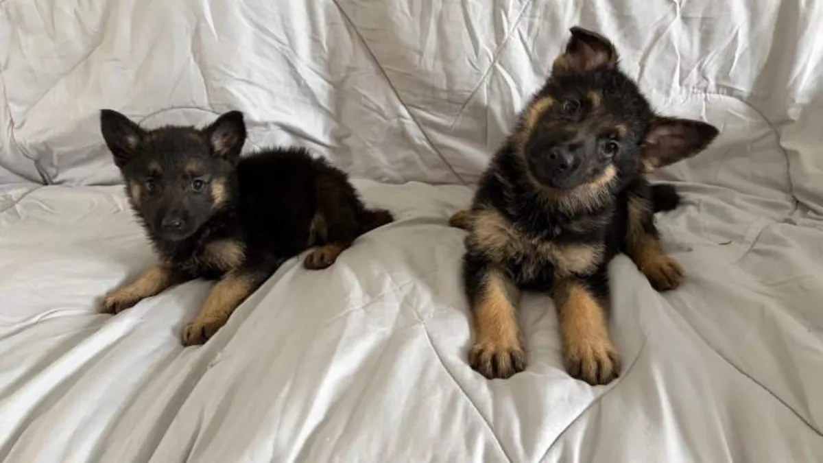 德国牧羊犬幼犬（公犬和母犬）赠送