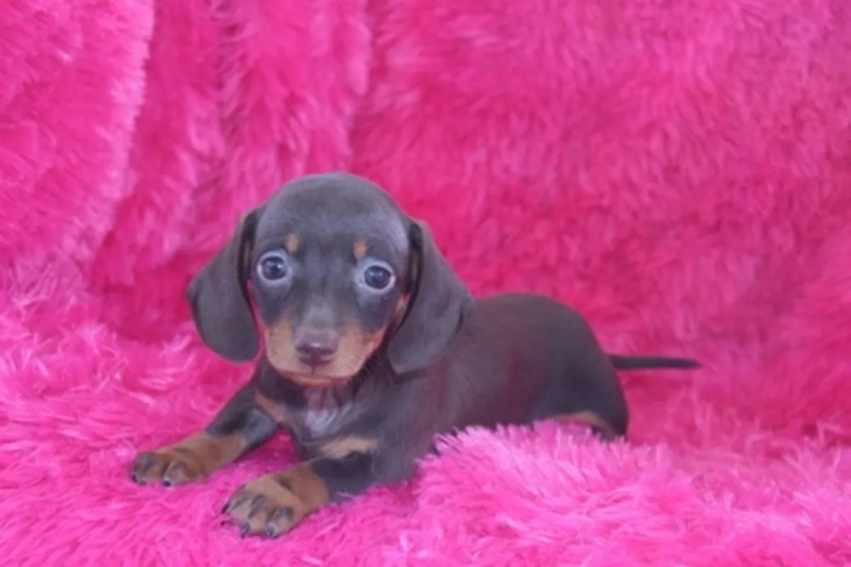 akc Reg Miniature smooth Dachshund puppies