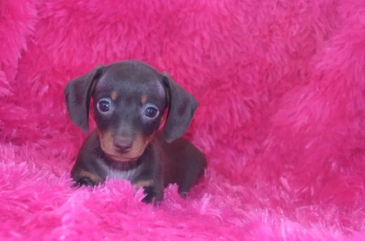 akc Reg Miniature smooth Dachshund puppies