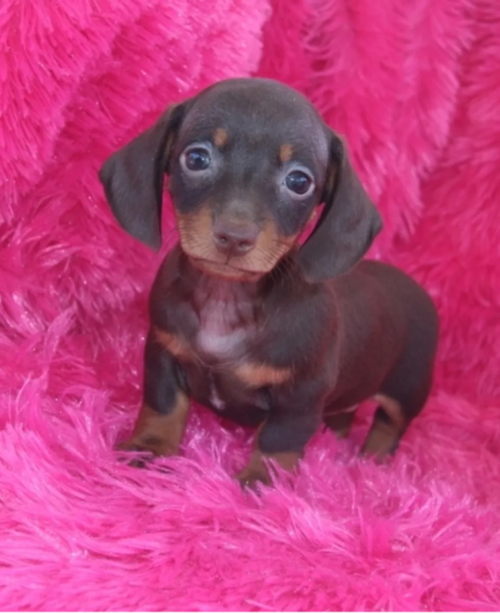akc Reg Miniature smooth Dachshund puppies