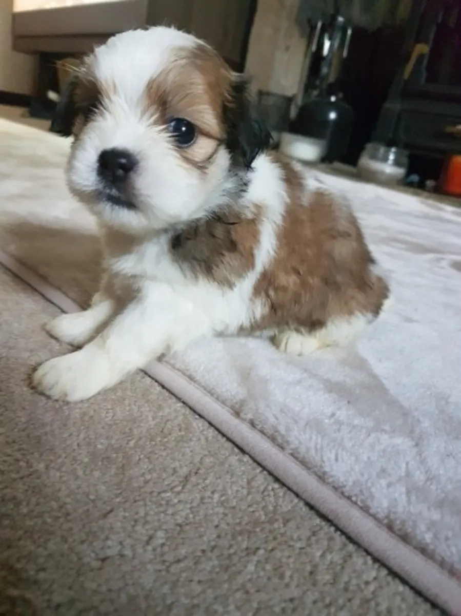 Cachorros Lhasa Apso