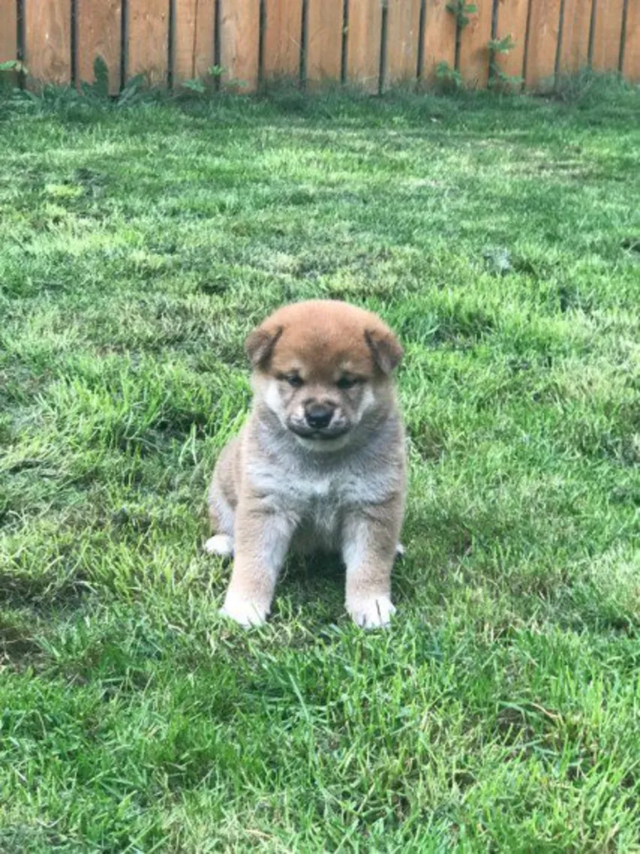 Cachorros Shiba Inu