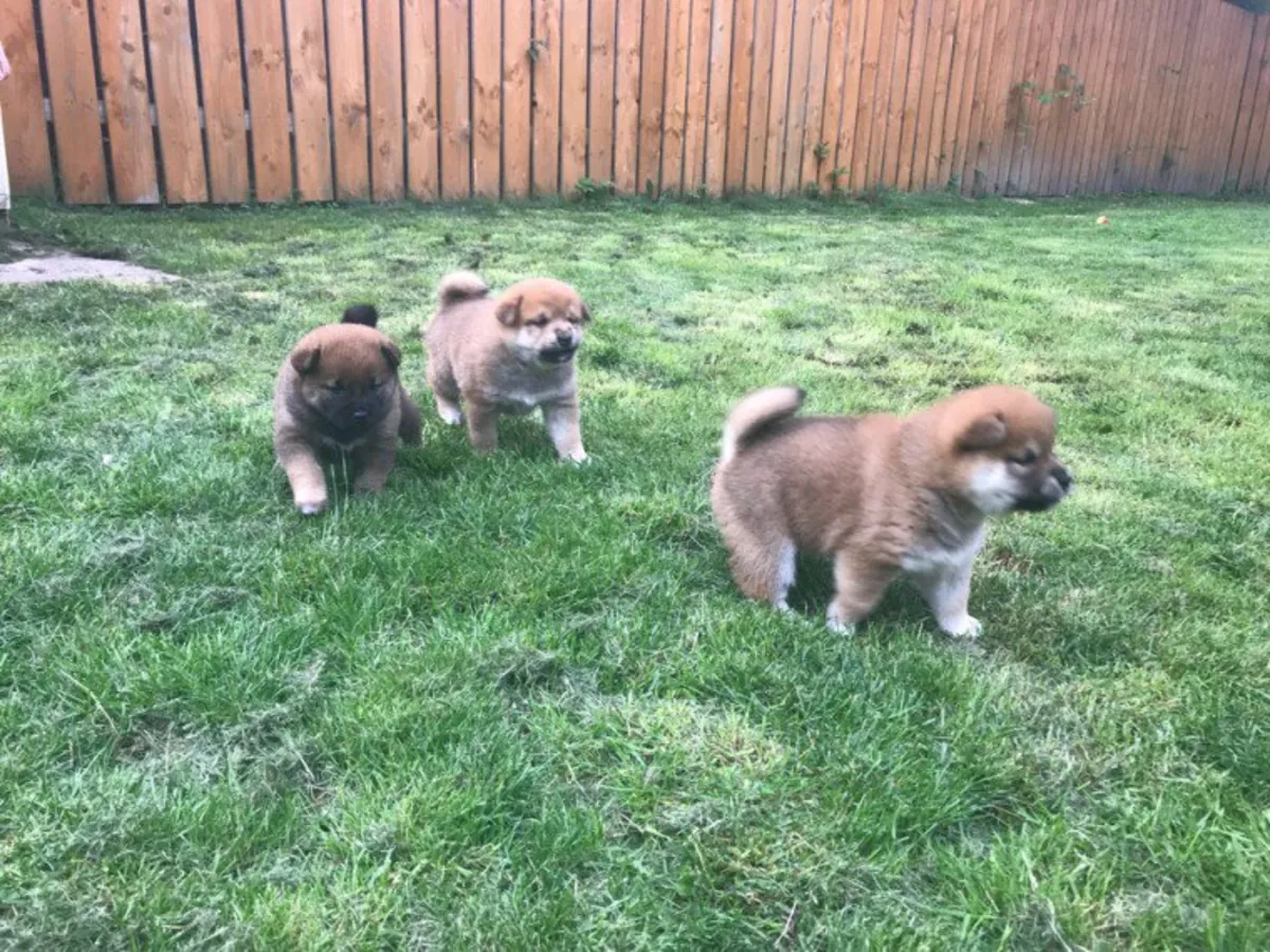 Cachorros Shiba Inu