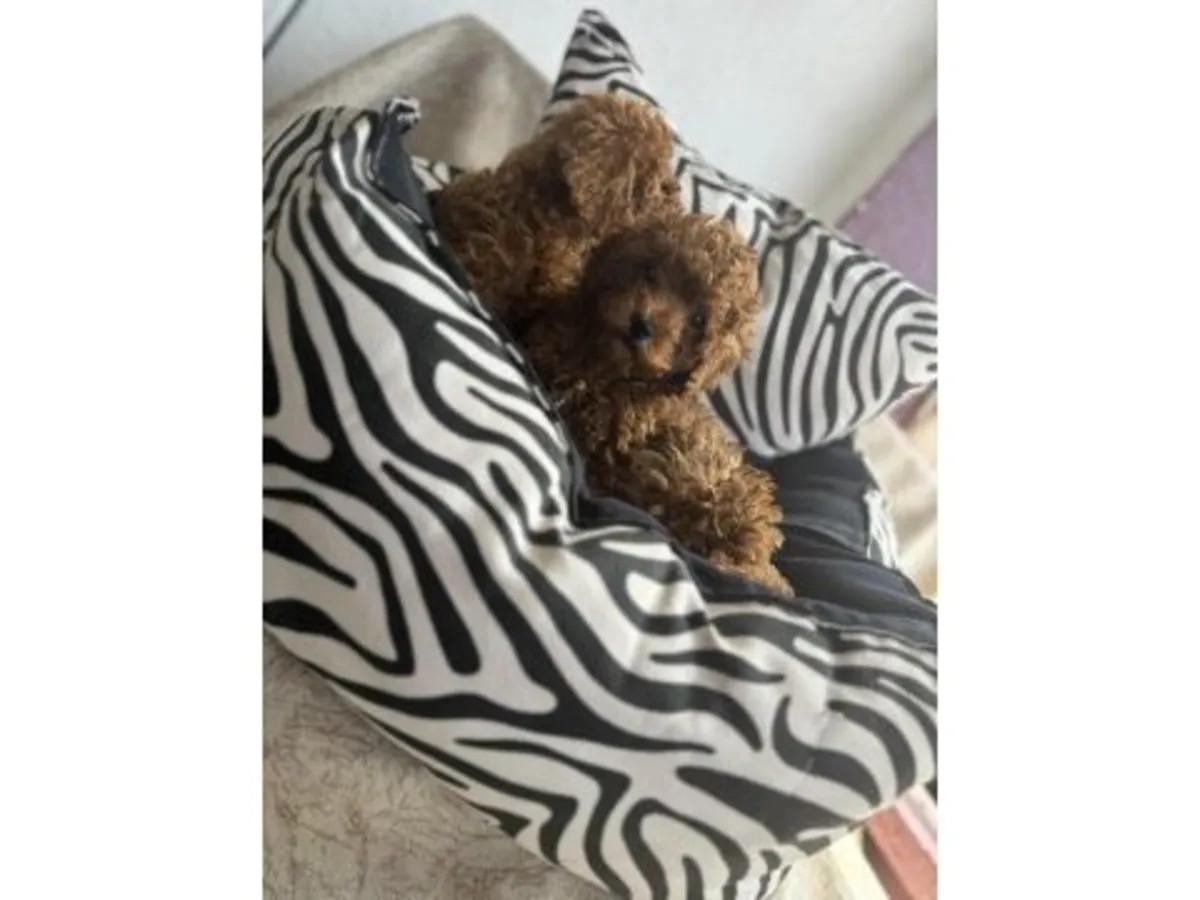 Caniche toy marron élevé dans un environnement familial