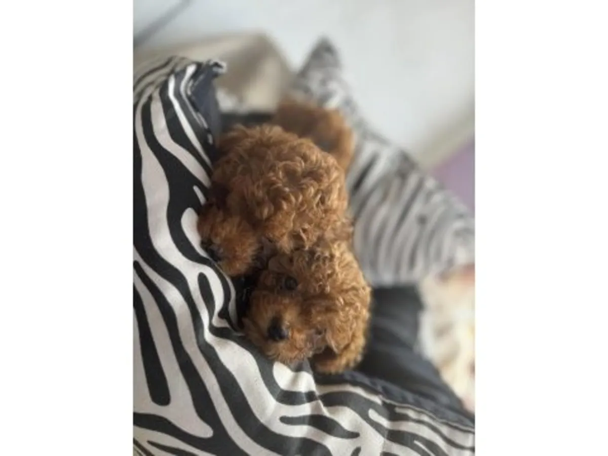 Caniche toy marron élevé dans un environnement familial