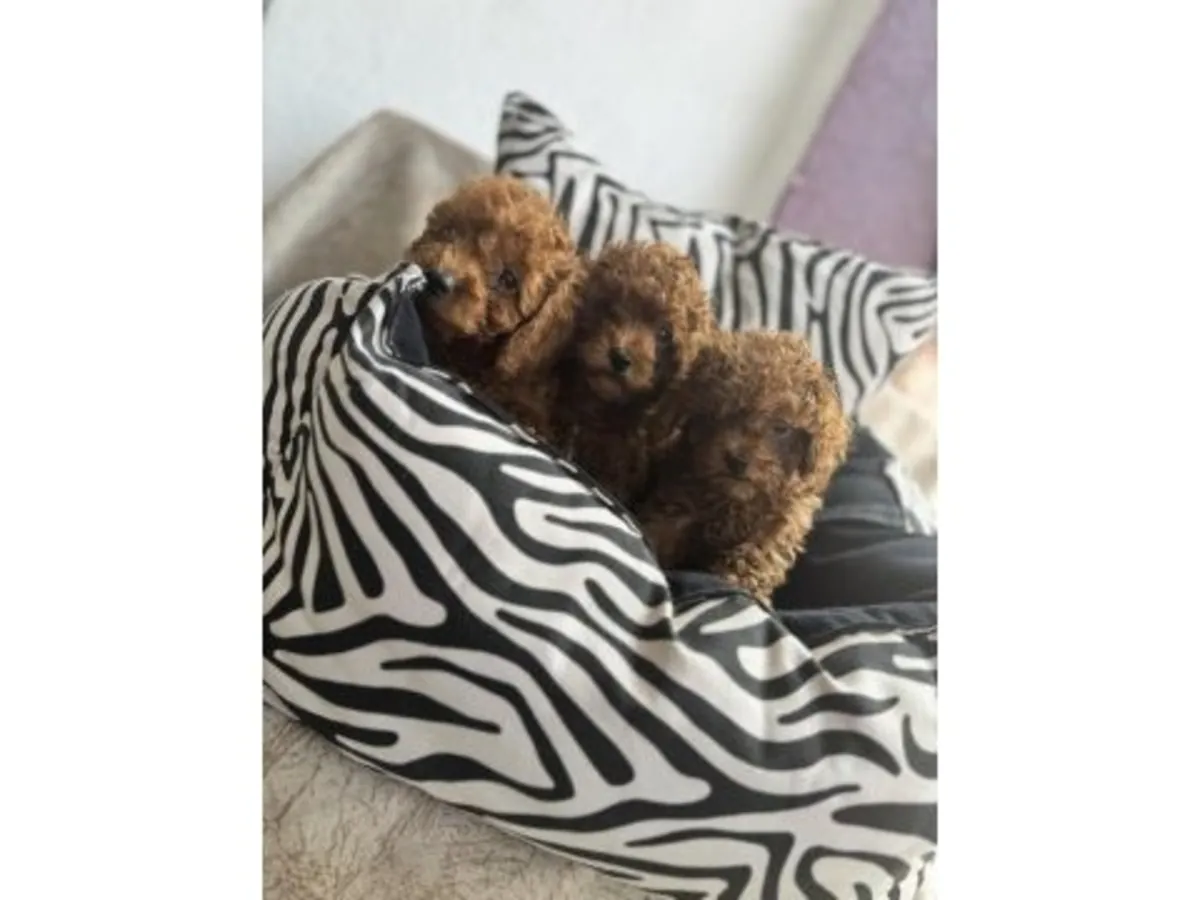 Caniche toy marron élevé dans un environnement familial