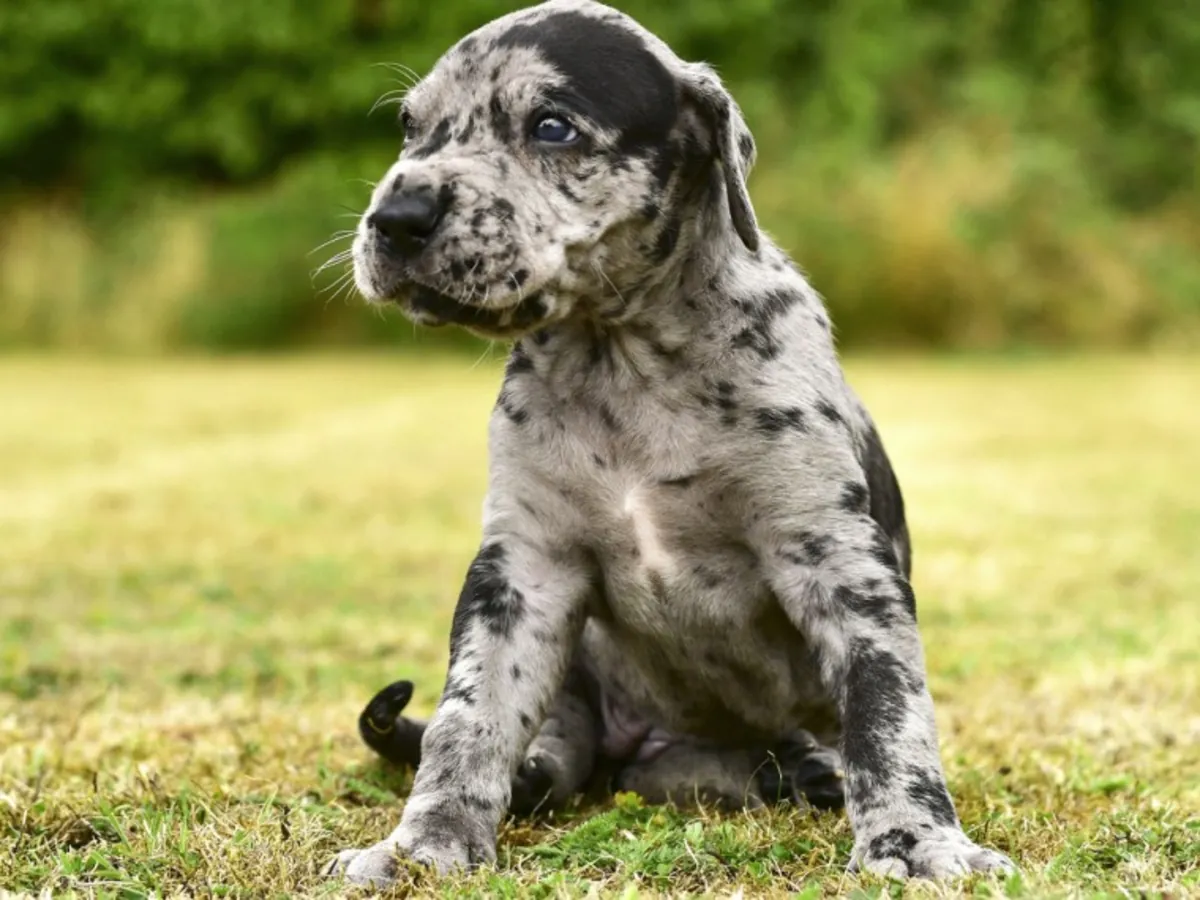 akc blue Great Dane puppies. ready to leave