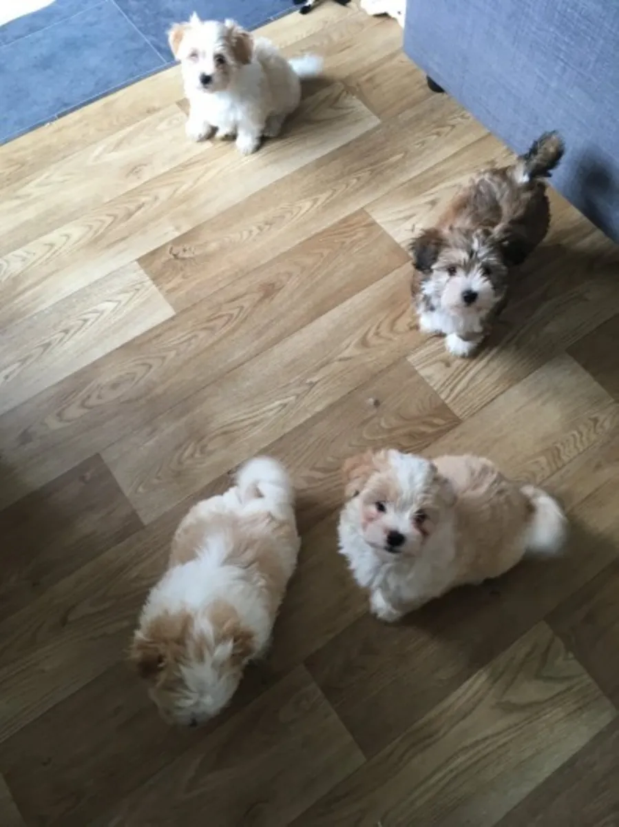 出售美丽的哈瓦那犬幼犬。