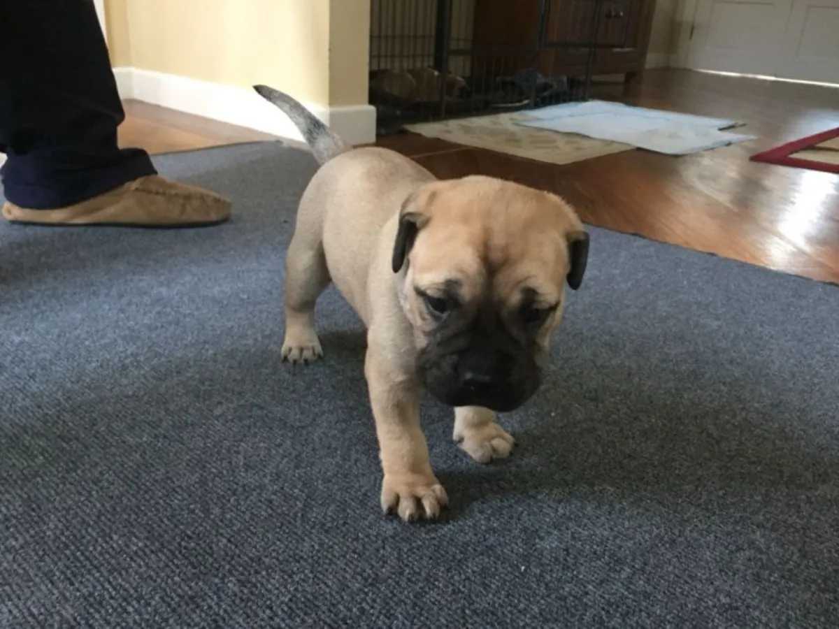Chiots Bullmastiff de qualité enregistrés AKC