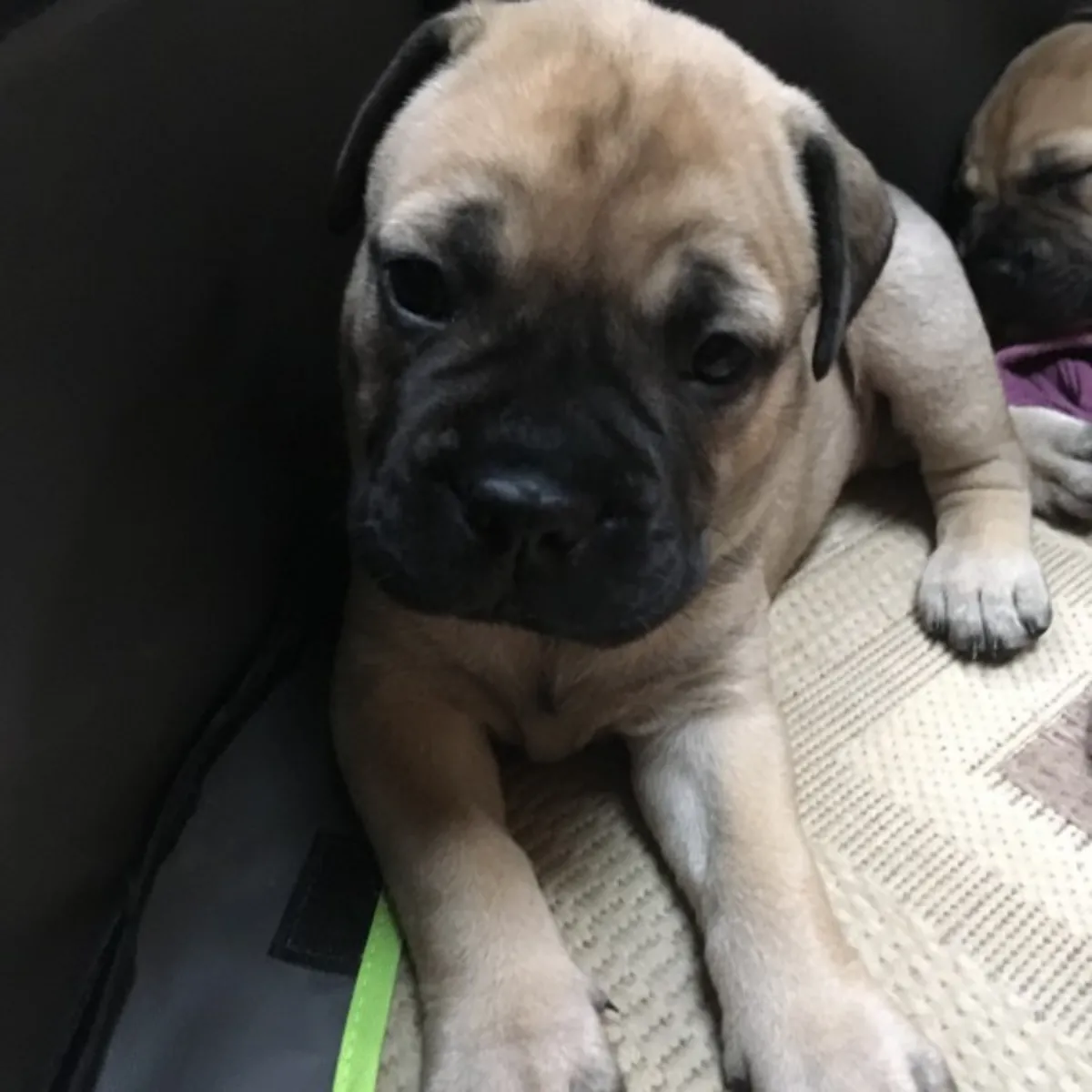 Chiots Bullmastiff de qualité enregistrés AKC
