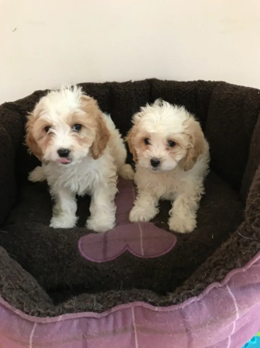beautiful Cavachon puppies