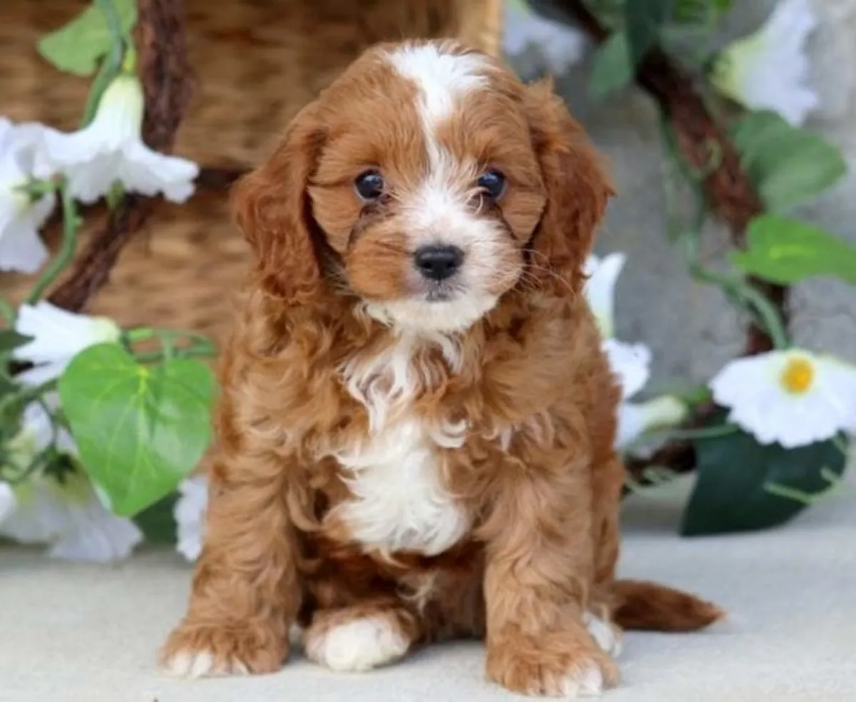 Cavapoo puppies