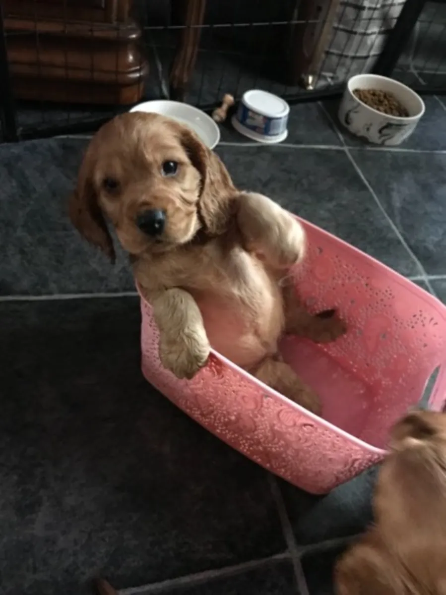 beautiful working cocker spaniel puppies akc Reg