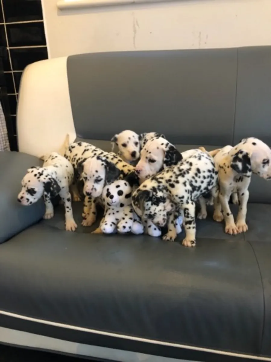 beautiful Dalmatian Puppies