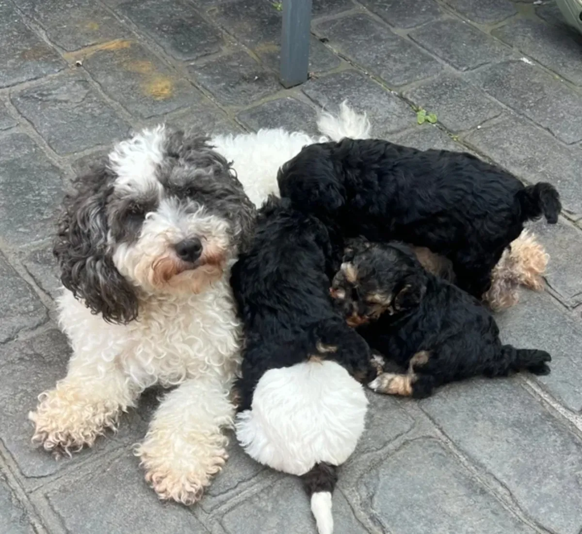 Chiots caniche à adopter