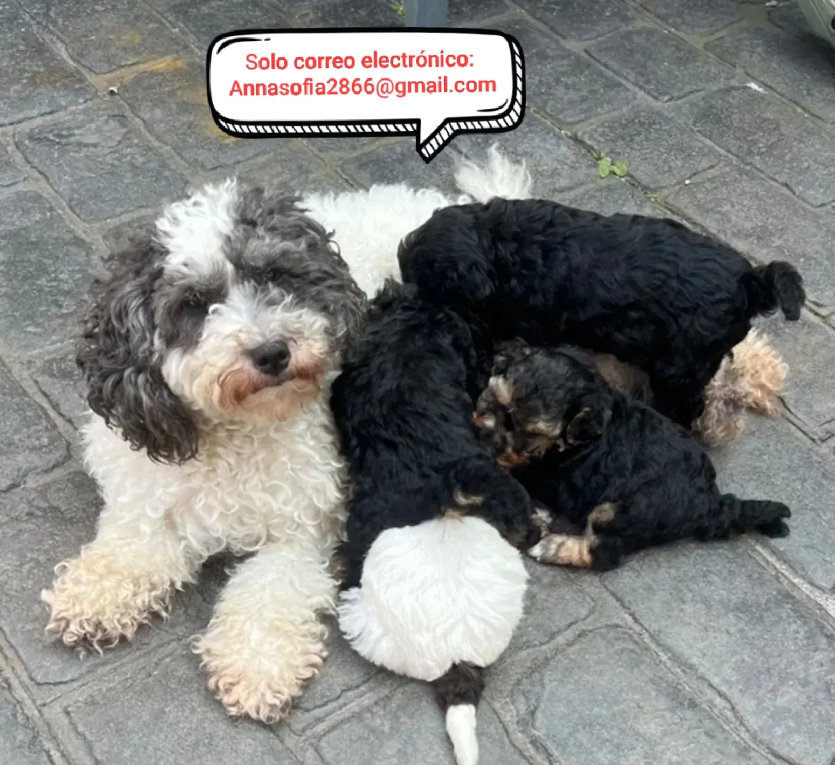 Poodle puppies for adoption