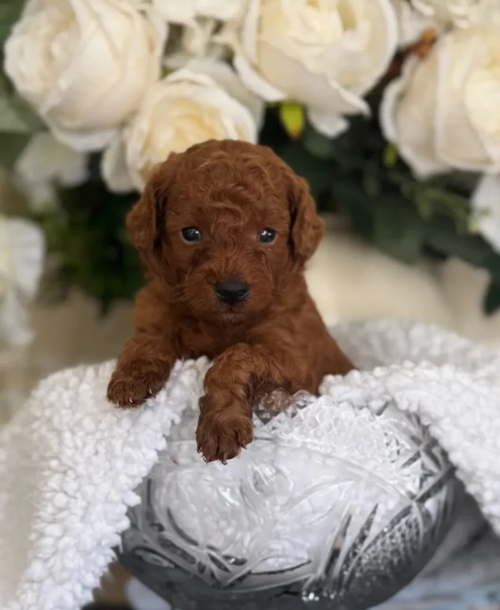 Beautiful Poodle puppy for adoption