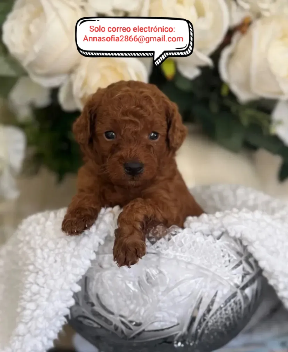 Hermoso cachorro de caniche para adopción