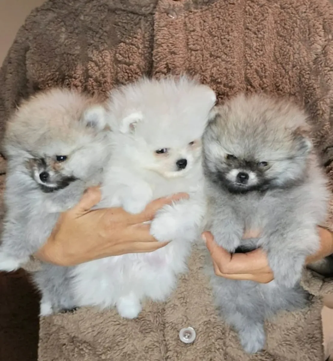 Juguetes increíbles, perritos pomeranianos para adopción