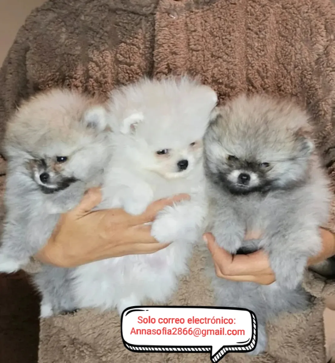Jouets incroyables, chiots poméraniens à adopter