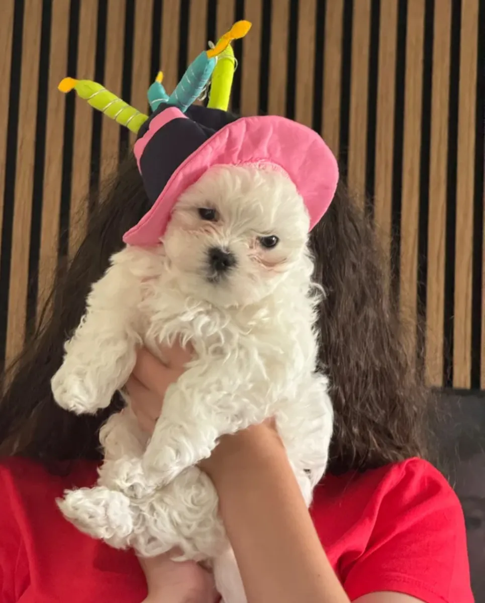 Beau chiot maltais à adopter