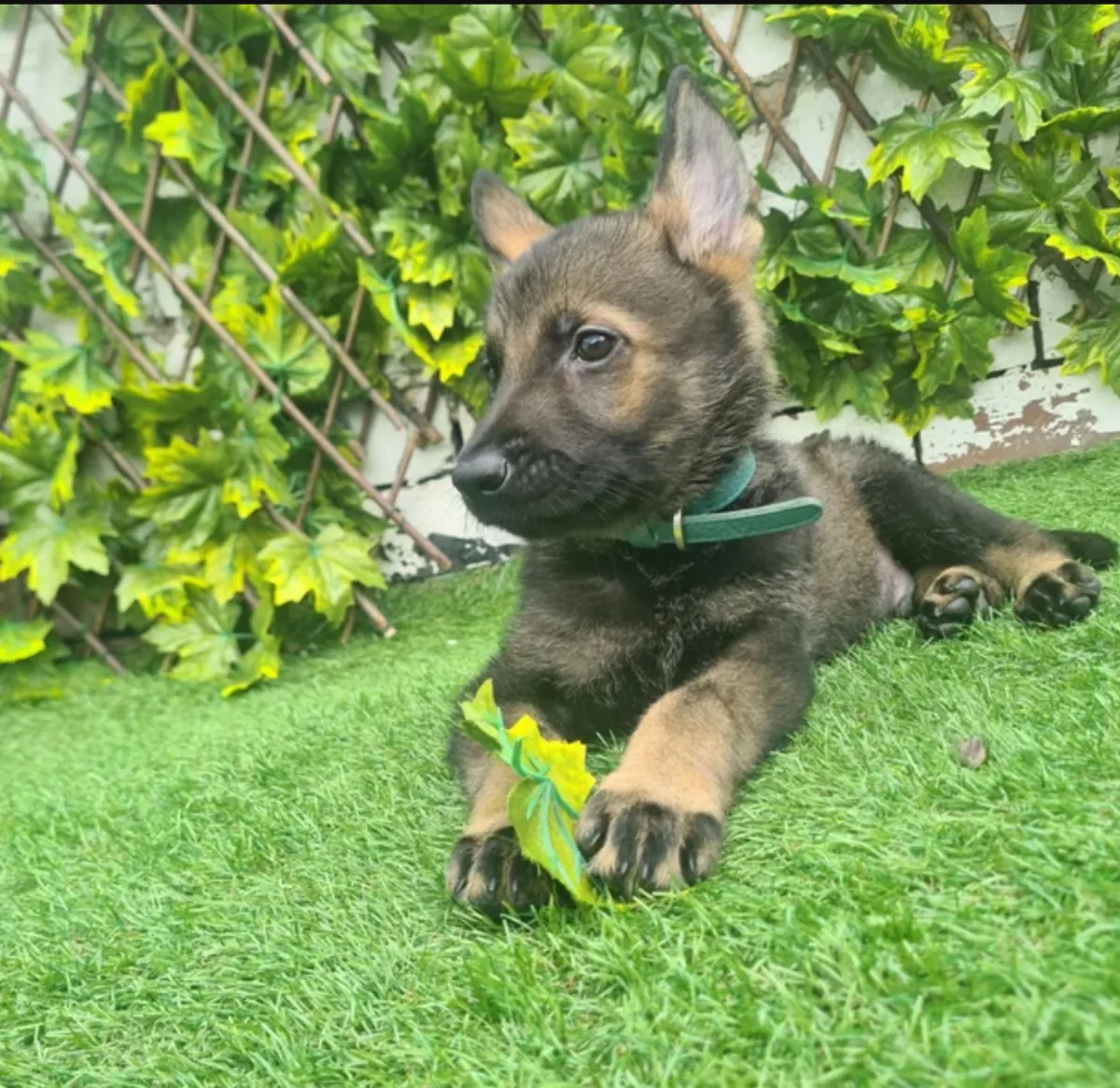 Cachorro de pastor alemán para adopción