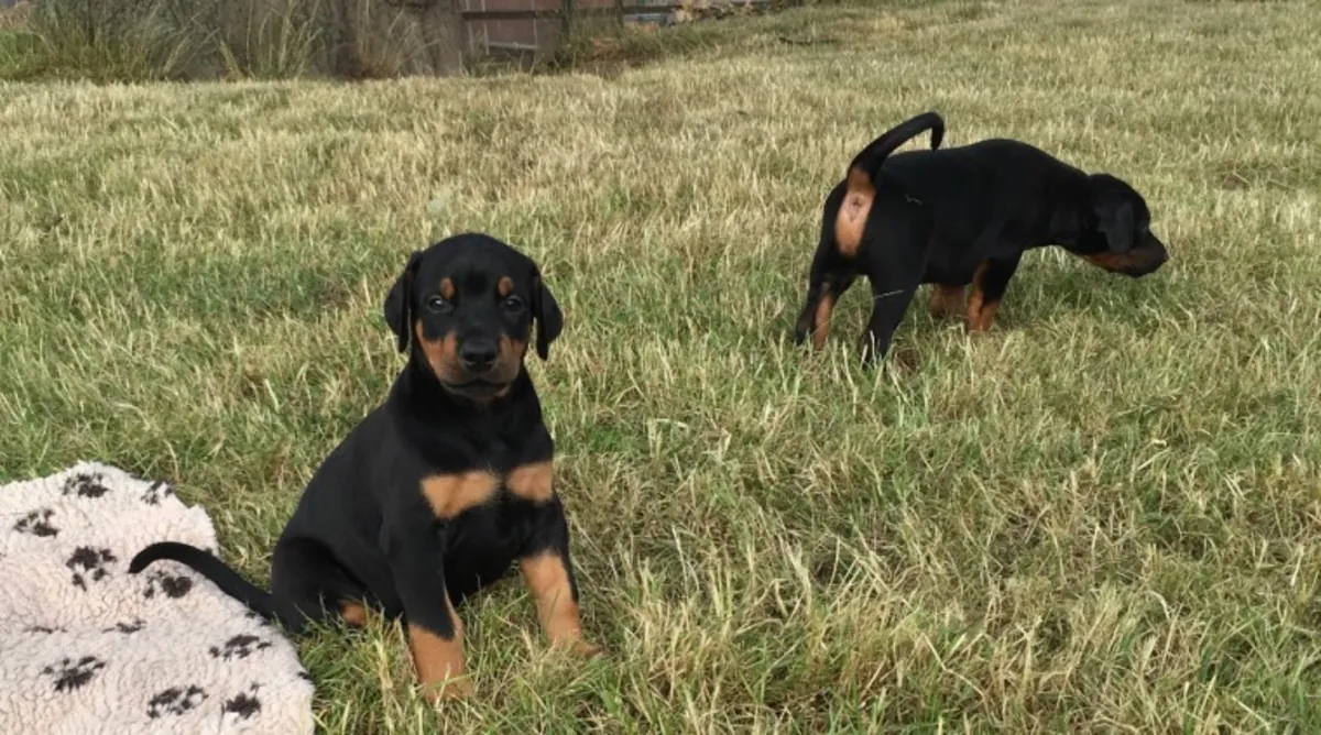 Beautiful akc reg Doberman puppies