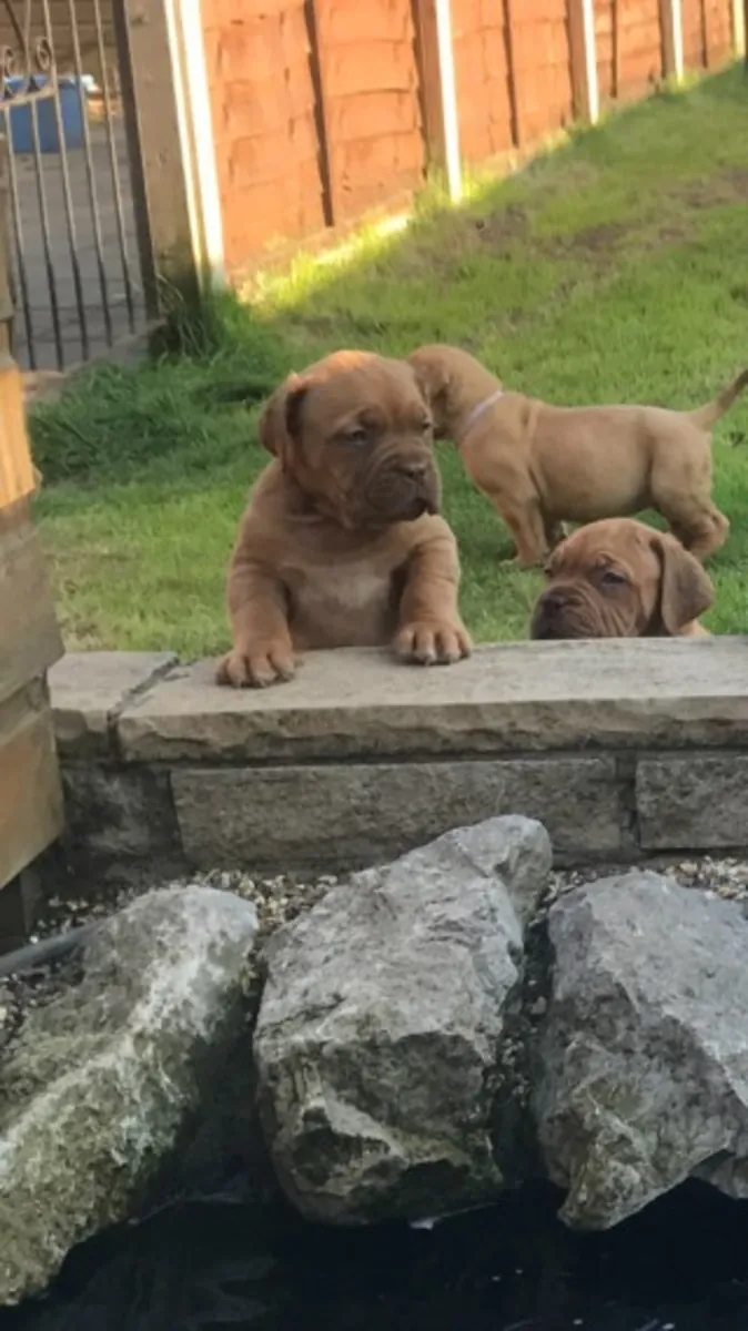 Beautiful akc registered Dogue De Bordeaux puppies