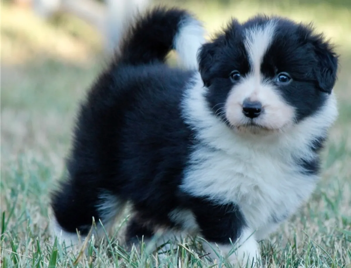 superbes chiots Border Collie