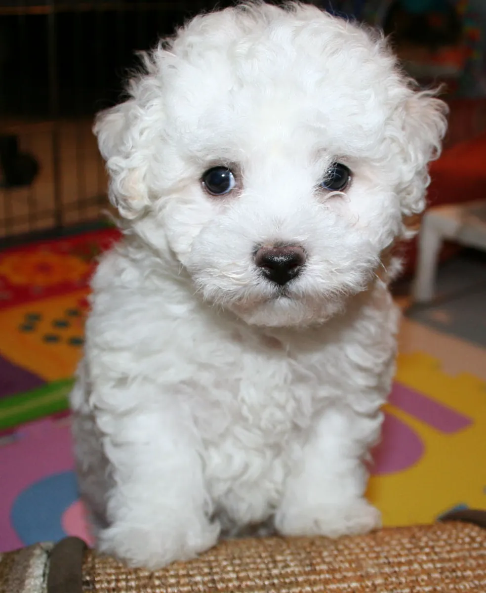 chiots Bichon Frise de race prêts maintenant