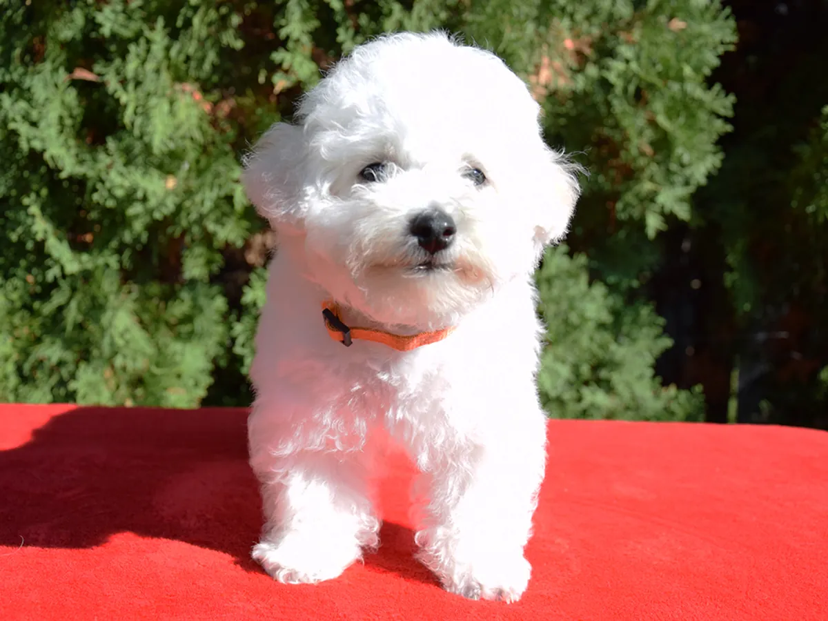 chiots Bichon Frise de race prêts maintenant