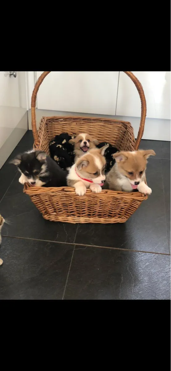 Welsh Pembroke Corgi puppies