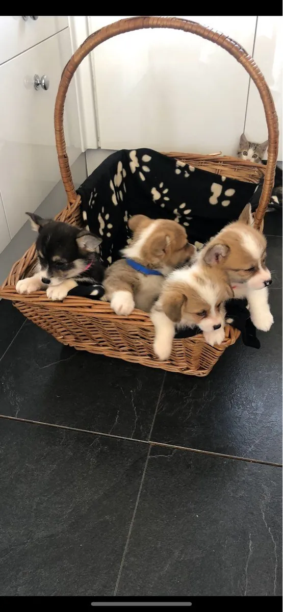 Welsh Pembroke Corgi puppies